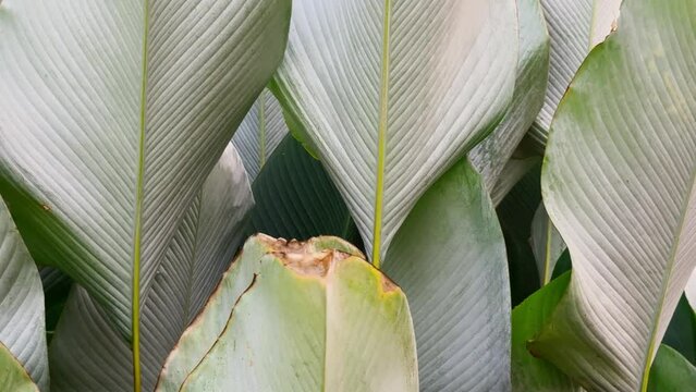 Green leaves in the park. Calathea lutea (Cuban Cigar or Pampano) 