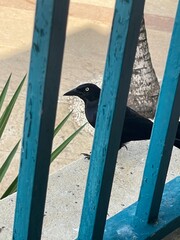 black and white ducks