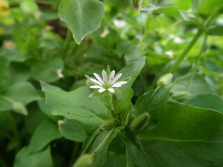 Piccoli fiori selvatici