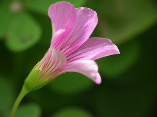 Piccoli fiori selvatici