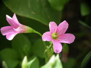 Piccoli fiori selvatici