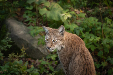 Naklejka na ściany i meble Portrait of Eurasian Lynx in Stockholm Skansen. Furry Wildcat in Natural Park in Sweden. 