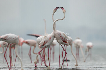 Greater Flamingos territory dispute while feeding at Eker creek of Bahrain