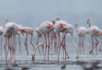 Greater Flamingos feeding at Eker creek, Bahrain