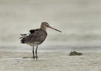 Portrait of a Black-tailed Godwit at Eker coast of Bahrain