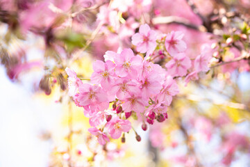 早春の美しいピンクの桜　河津桜