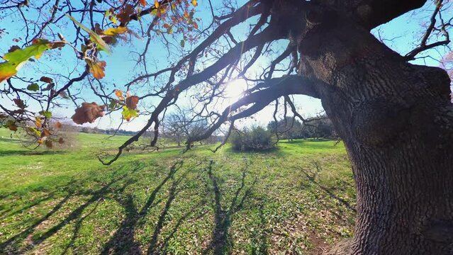Nature in Villa Doria Pamphilj - Rome