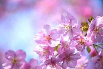 早春の美しいピンクの桜　河津桜