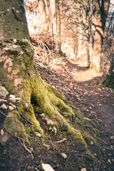 Wurzel am Wegesrand am Albtrauf