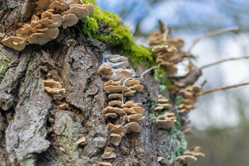 fungus on tree