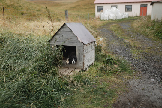 Tranquil Icelandic Homestead with Loyal Canine