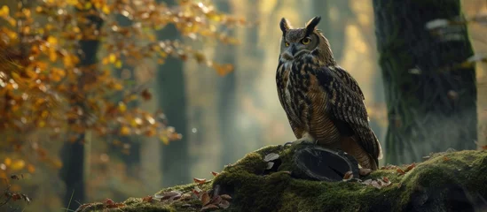 Deurstickers Majestic owl perched on a lush moss-covered rock in the forest © AkuAku