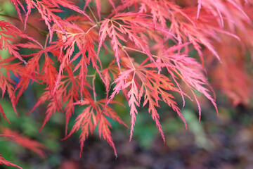 The red dissected leaves of the Acer palmatum Dissectum Viride Group or Acer 'Viridis' during its...