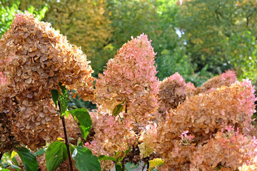 Brown and pink fading flower heads of Hydrangea paniculata, or panicled hydrangea 'PhantomÕ.