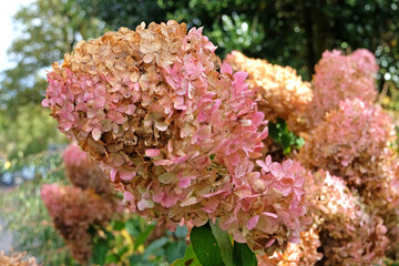 Brown and pink fading flower heads of Hydrangea paniculata, or panicled hydrangea 'PhantomÕ.