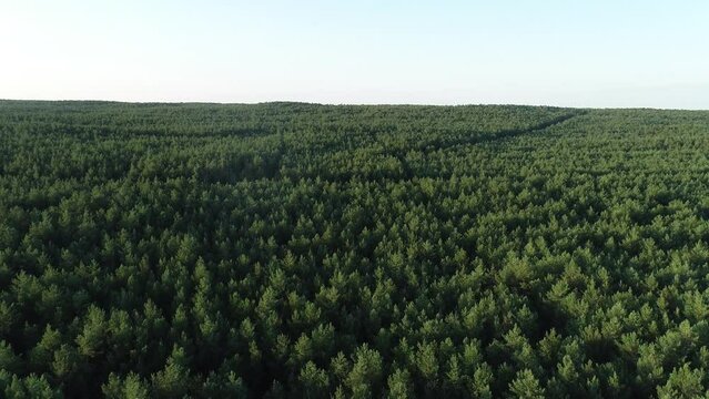 Dichter Wald von oben, Deutschland
