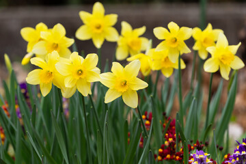 水仙の花壇