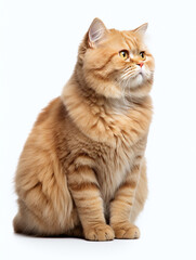 Obraz premium cat portrait isolated, white background