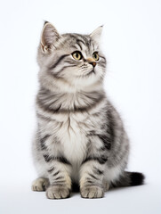 fat cat, white background, isolated, portrait
