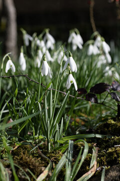 Les perce neige 3