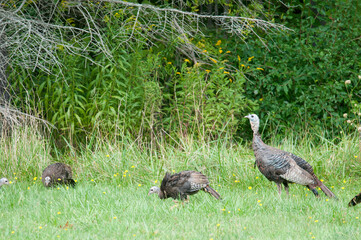 Wild Turkey near the edge of the woods
