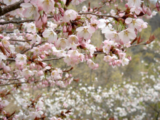 Japanese Cherry blossoms in full bloom. whole  surface , horizontal position. 