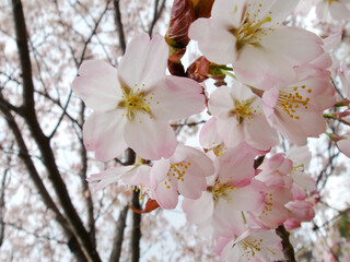 Close-up of cherry blossom flowers in full bloom, horizontal position.