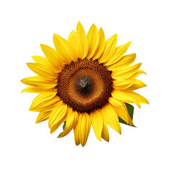 One sunflower alone isolated on transparent background