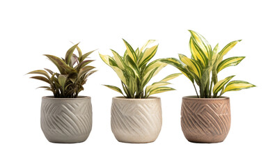 Fototapeta premium Modern houseplant trio in textured ceramic pots, green foliage decor PNG, indoor botanical accent for home styling isolated on Transparent Background