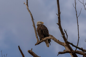 Bald Eagle perched on a tree branch