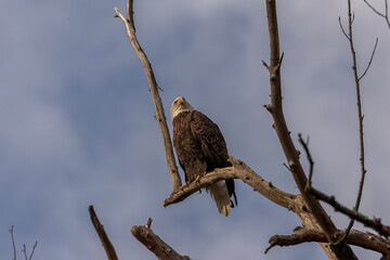  Bald Eagle perched on a tree branch along the Delaware River