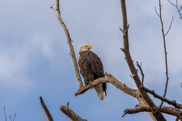Bald Eagle perched on a tree branch