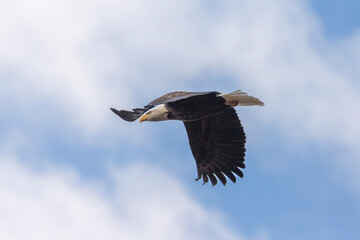 Bald Eagle flies over the Delaware River
