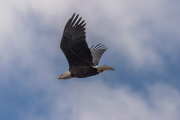 Bald Eagle flies over the Delaware River