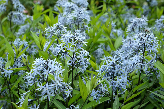 Amsonia orientalis, also known as Blue Star, in flower.