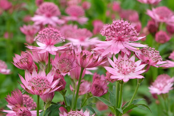 Pink Astrantia, also known as masterwort, 'Roma' in flower.