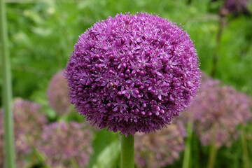 Giant Allium 'Ambassador' in flower.