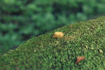 苔と落ち葉