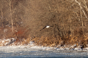 Bald Eagle looking for fish in the Delaware River