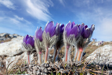 pasque flowers in mountains - 740736741