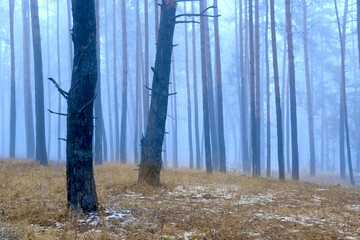 mist in spring forest - 740736791