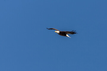 Bald Eagle flies over the Delaware River