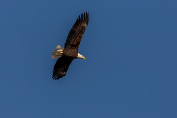 Bald Eagle flies over the Delaware River