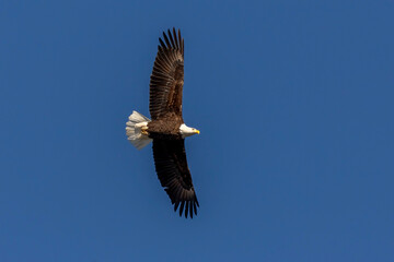 Bald Eagle flies over the Delaware River