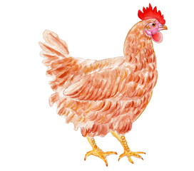  Hand-painted watercolor chicken (hen). Hand drawn in a retro watercolor style. Vintage watercolor illustration for logos, branding, stickers, print, poster, web. PNG, Isolated on the background.