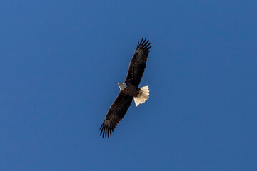 Bald Eagle flies over the Delaware River