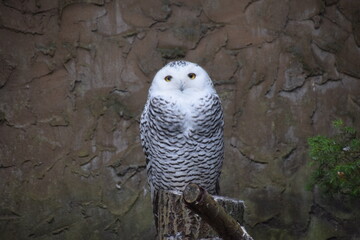Schneeeule