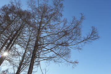 Fototapeta na wymiar 冬の青空と木の枝