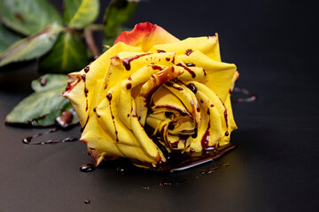 Concept with yellow rose and red blood on dark background. The beautiful rose on bloody background.