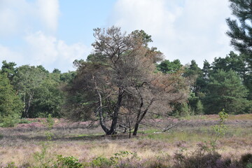 Baum